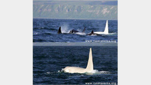 유령 킬러 고래 첫 포착 “흰 몸통…멀리서 보면 빙산 같아” 