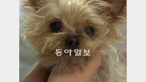 [오늘의 채널A]가냘픈 초롱이 겨우 수술은 마쳤는데…