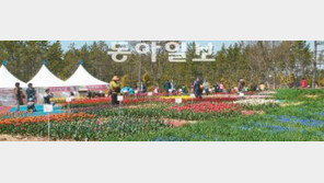 [대전/충남]튤립, 수줍은 봄의 아우성… 태안해변 이번주 개화 절정