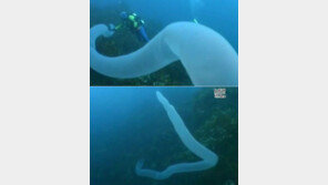 30미터 바다 괴물 불우렁쉥이, “징그러우면서도 오묘해!”