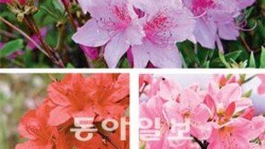 [O2/꽃과의 대화]산철쭉과 왜진달래, 척박한 도심에 화려한 색채를 입힌다