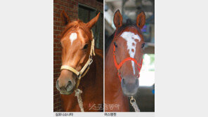 [일요일 제9경주 분석] 우수 혈통 ‘심포니소나타’ 우승 예감!