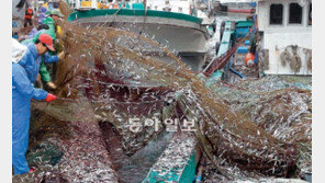 [부산/경남]대변항의 멸치 털이