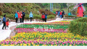 [광주/전남]무등산 12만 송이 튤립축제