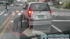 ‘악마 에쿠스’ 이어 ‘악마 비스토’…동물학대 제보로 온라인 몸살