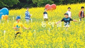 [대구/경북]유채꽃 세상