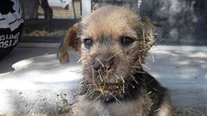 선인장과 싸운 강아지, “건강 회복했다니 다행!”