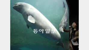‘바다의 귀족’ 흰고래 “여수로 오세요”