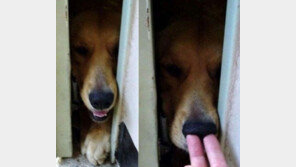 ‘문 열리기만 해봐’ 으르렁 거리는 강아지 사진 ‘폭소’