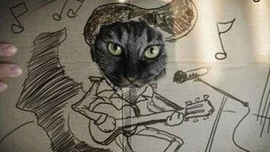 ‘그만해 주인 놈아’ 고양이가 킹콩, 기타리스트로 변신?