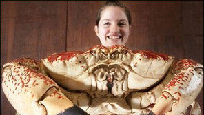 100배 큰 괴물 게 발견 “무게 7kg…몸값 약 550만원”