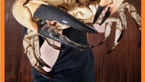 100배 큰 괴물 게, 등껍질 38cm, 몸무게 7kg “몸 값은?”