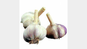 마늘에 식중독균 박멸 성분…항생제보다 100배나 강력해