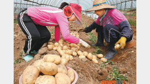 [대전/충남]서산 황토 햇감자 수확