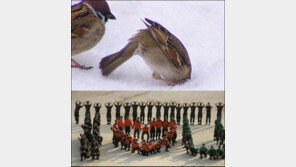 이러니 군대가기 싫지 “헉! 새가 눈밭서 원산폭격을…”