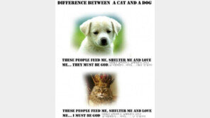 개와 고양이의 시각, 그들만의 매력! “정말 그런 것 같아”