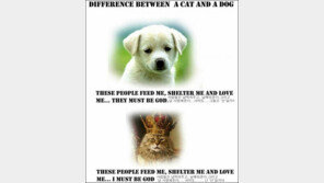 개와 고양이의 시각 차 “인간은 신 아니면 종?”