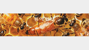 [자연과학]꿀벌이 ‘8자춤’ 추면? “집터 놓고 토론중”