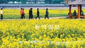 [부산/경남]대저생태공원 유채꽃 사이로