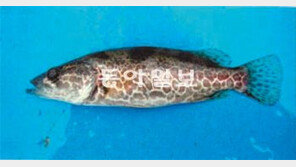 생태교란 외래어종, 쏘가리로 솎아낸다