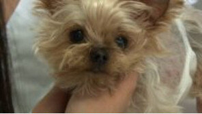 우리 강아지 생각을 읽는다면… 美서 뇌 MRI 촬영