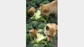 개 풀 뜯어먹는 소리 동영상 화제 “헉! 채식하는 개가 있네”