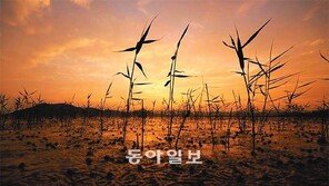 [아웃도어]‘잊을 수 없는 감동, 습지 생태여행’, 가족과 함께 증도로 오세요