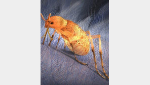 고대 흡혈 벌레 발견 “기생충도 공룡 급 사이즈!”