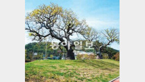 [부산/경남]“500살 할배-할매 나무 잘 있죠”