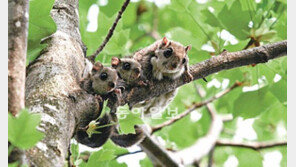 덕유산 하늘다람쥐 가족의 봄나들이
