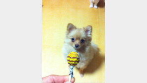 김성민 근황 공개? 1년 만에 애견 봉구 사진 게재