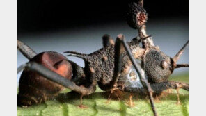 좀비개미 막는 곰팡이 발견 “화학적 거세로 포자형성 막아” 