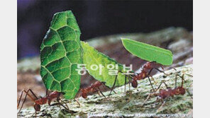 좀비개미 막는 곰팡이 “좀비개미가 뭐길래?”