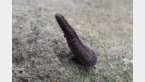 “토종 거머리일 뿐인데…” 가거도 주민 한숨