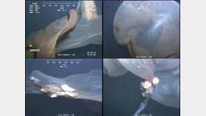 [영상] 충격적 심해 괴생물 “외계인? 해파리? ”