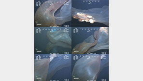 [영상] 충격적 심해 괴생물, “바다 속의 에일리언이 나타나?”