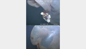 충격적 심해 괴생물 등장 “해파리? 혹시 외계인?”