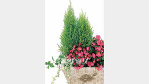 [O2/꽃과의 대화]여름초화, 큰 화분에 모아심으면 시기별로 다채로운 꽃밭 즐겨