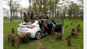 i30에 개코원숭이 40마리가 달려들어…무슨 일이! 