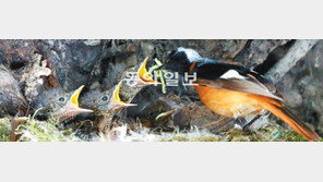 딱새가족 식사시간