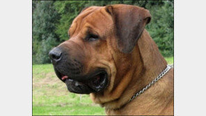 개 전투력 순위  “도사견 1위…진돗개는 순위에도 없네?” 