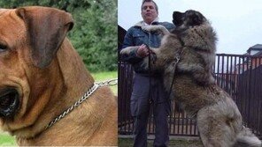 개 전투력 순위, “무서운 개 도사견과 코카시안 오브차카”