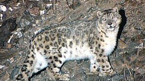 [TV 프로그램]가축 습격하는 야행성 눈표범