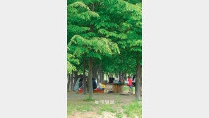[인천/경기]나무 그늘 아래서 캠핑을