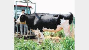 [수도권]우유생산 월등 유전자 물려줄 ‘슈퍼 씨젖소’