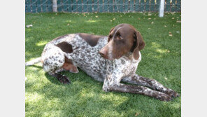 달궈진 차에서 구출된 개(犬), 주인이 없어진 이유는…