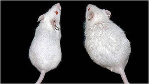 요구르트 유산균, 남성을 섹시하고 강하게 만든다? 