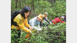 [강원/주말, 떠나요!]인제 진동계곡 산나물축제-DMZ평화생명문화제