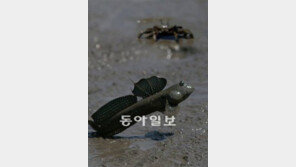 증도 짱뚱어, 사람이 와도 왜 도망 안갈까?