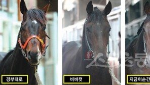 [일요 8경주 ‘코리안더비’ 분석] ‘경부대로’ 삼관경주 V2?